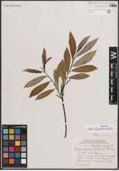 Foto von Salix discolor Muhl.